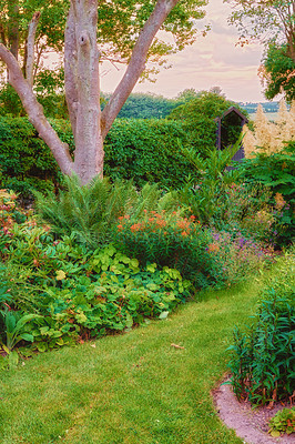 Buy stock photo Scenic view of a lush private garden at home with vibrant growing flora and trees. Botanical plants, bushes, shrubs and ferns in the backyard with a hedge boundary. Serene, zen, peaceful and tranquil