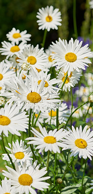 Buy stock photo A bunch of Daisies or Marguerite growing in a backyard garden on a summer day or springtime. Beautiful flowers or flowerheads blooming or blossoming outdoors in nature on sunny afternoon