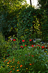 Poppies blooming