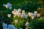 White tulips in my garden