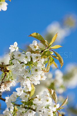 Buy stock photo Pure white mirabelle or Prunus Domestica flowers blooming on a plum tree in a botanical garden from below against a blue sky background with copyspace. Closeup of plants growing in springtime