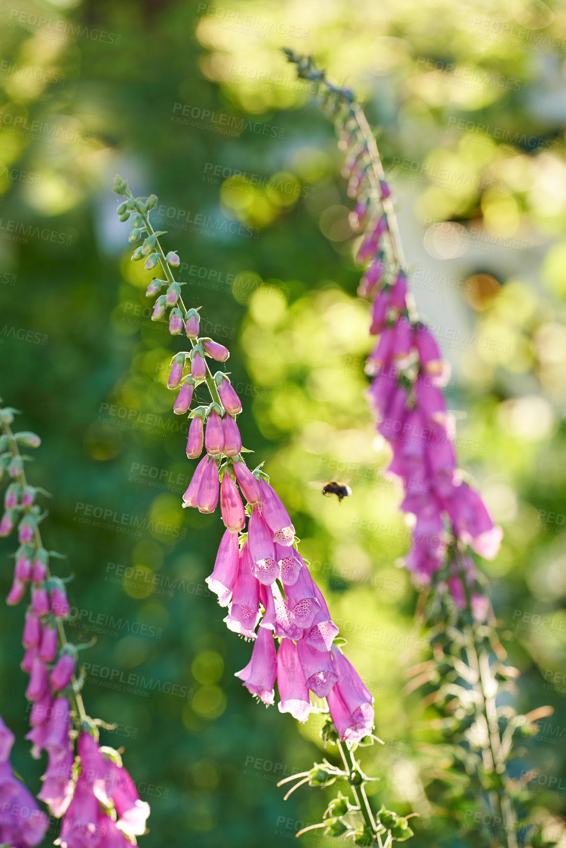 Buy stock photo Pollinating bumble bee flying towards foxglove flowers in a garden. Blossoming digitalis purpurea in full bloom in a field during summer or spring. Beautiful purple plant with a green stem in nature