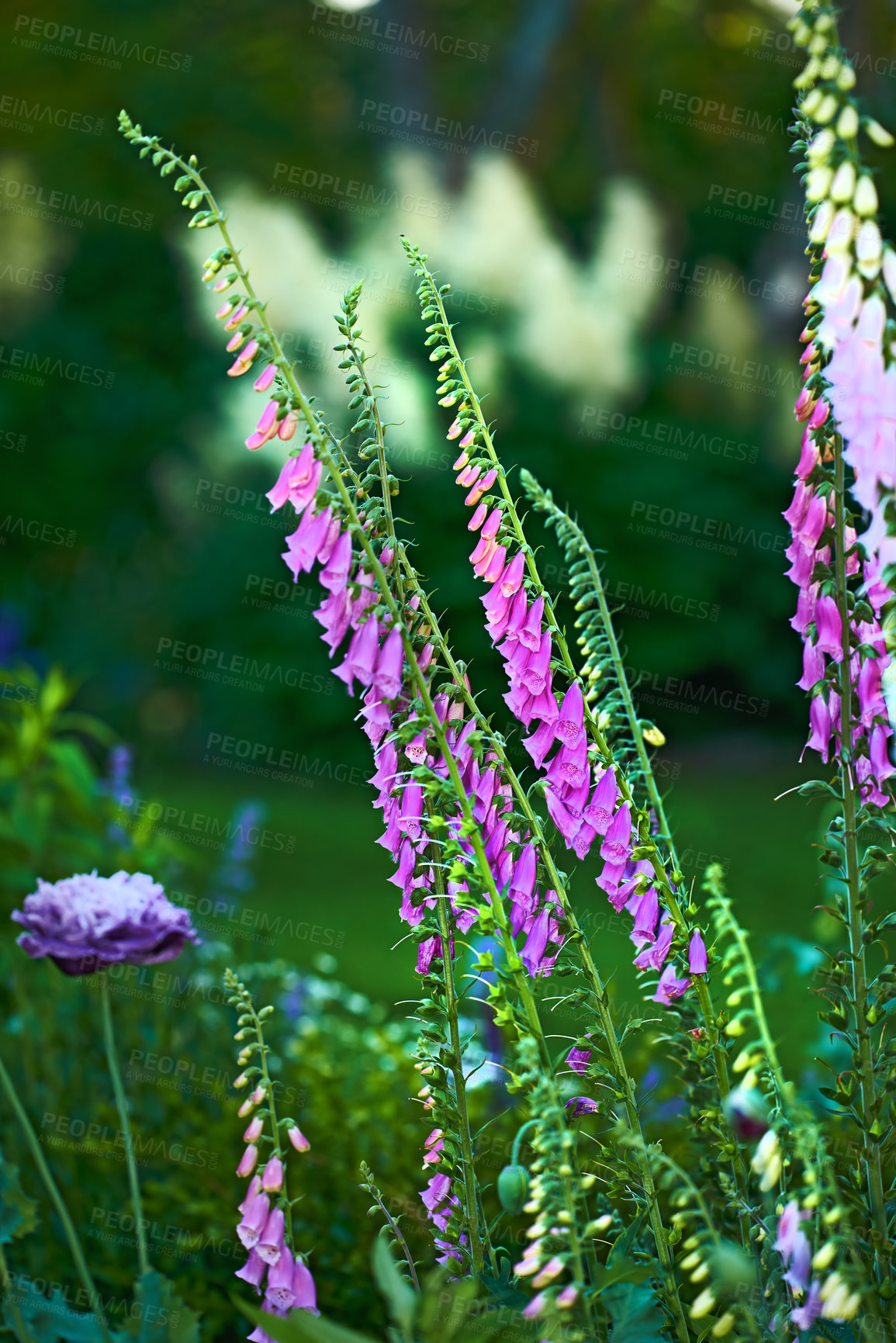 Buy stock photo Foxgloves or Digitalis Purpurea in full bloom in a garden on a summer day or spring. Beautiful purple plant with a green stem in nature isolated with a blurred bush background. Foxglove blossoming