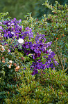 Purple and white Clematis