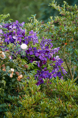 Buy stock photo Group of vibrant purple clematis vine flowers blossoming on a lush green bush. View of delicate, fresh plants growing, blooming and flowering in a remote field and forest or home garden and backyard