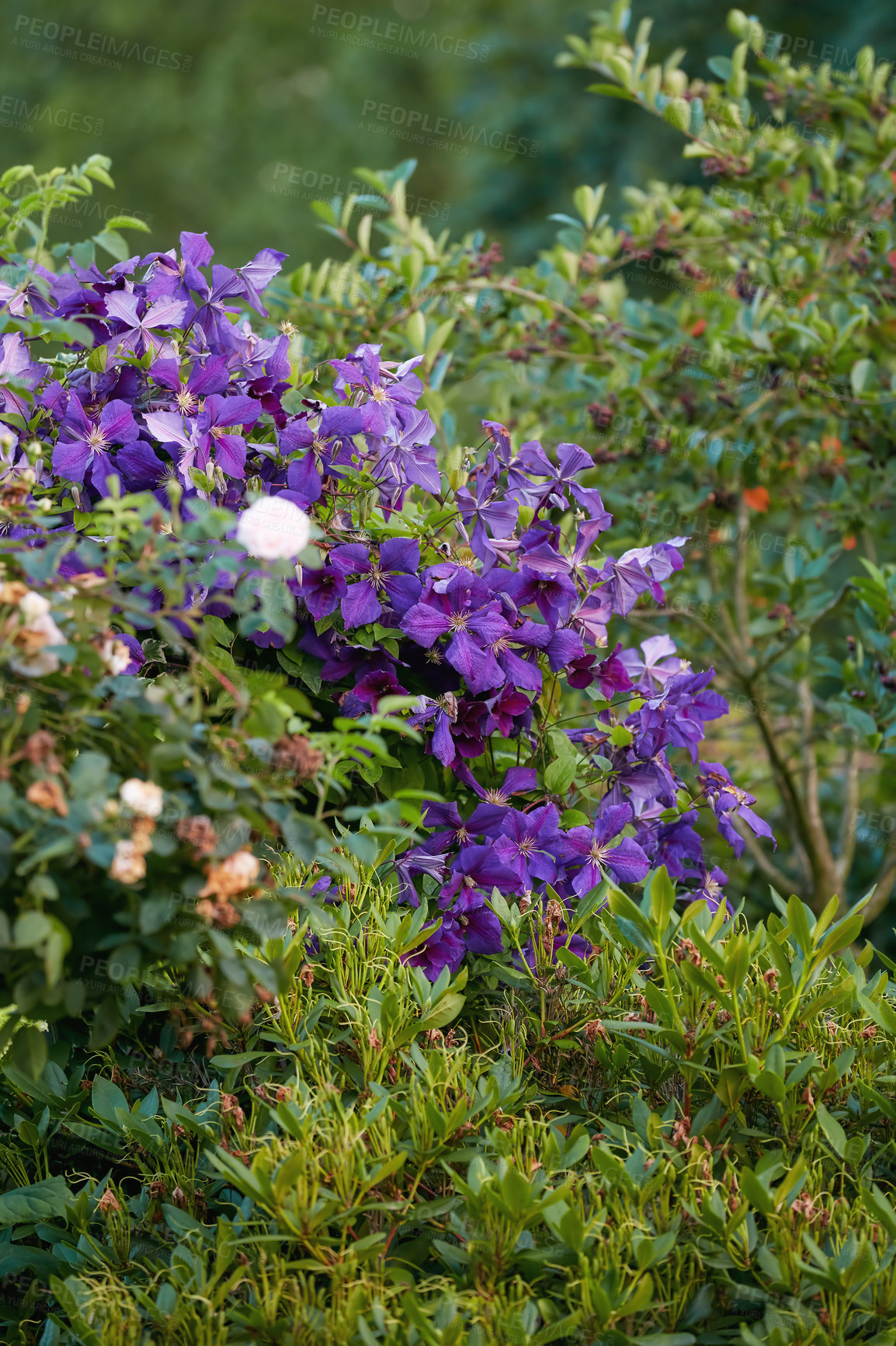 Buy stock photo Group of vibrant purple clematis vine flowers blossoming on a lush green bush. View of delicate, fresh plants growing, blooming and flowering in a remote field and forest or home garden and backyard