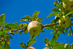 Fresh apple in the garden