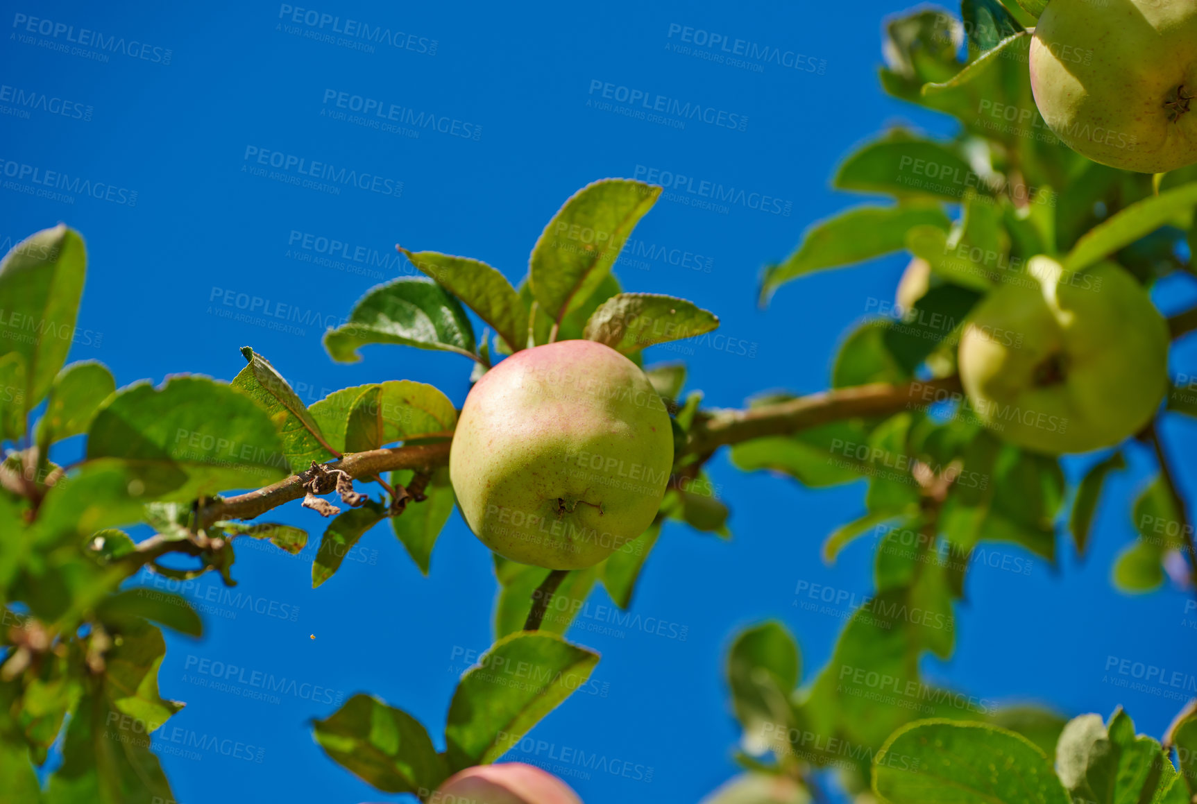 Buy stock photo Apple, orchard and farm with fruit production, sustainability and eco friendly agriculture outdoor. Nature, plant and tree with branch, garden and healthy food in summer with leaf and organic product