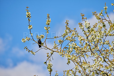 Buy stock photo Blooming Mirabelle flower tree with a bird sitting on a branch with a cloudy sky background on a summer day. Blossoming bush with a little black crow in it. Animal in its habitat during springtime 