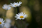 Daisy - Marguerite