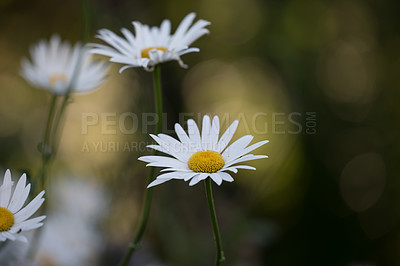 Buy stock photo Daisy flowers growing in blurred nature bokeh background. Closeup detail of Marguerite plants blooming with white petals in a field in spring. A garden flower flourishing, flowering and blossoming