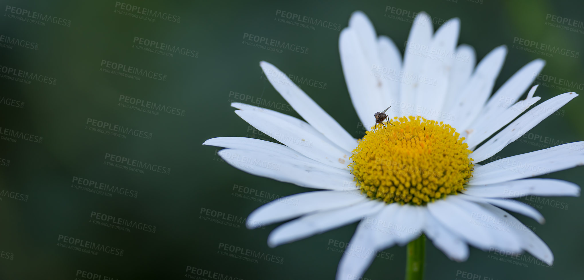 Buy stock photo One daisy flower growing in a field in summer. Bee collecting pollen or nectar from a Marguerite plant. Top view of a white flower blossoming in a garden. Pretty flora flourishing in nature