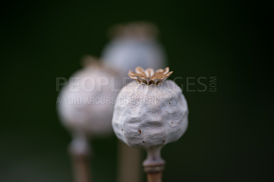 Buy stock photo Plants, opium poppies and growth outdoor for herbs, medicine or drugs in countryside. Garden, breadseed poppy and dry flowers at farm for agriculture production, ecology or harvest in nature closeup