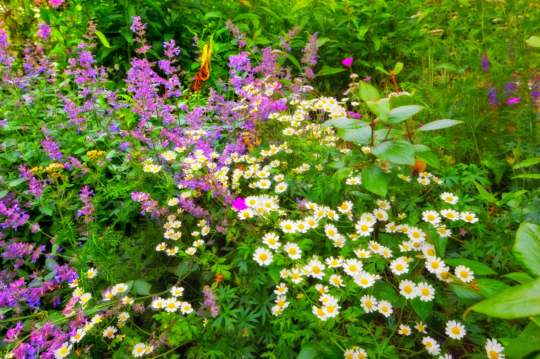 Buy stock photo A panorama photo of the garden in late summer