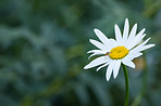 Daisy - Marguerite