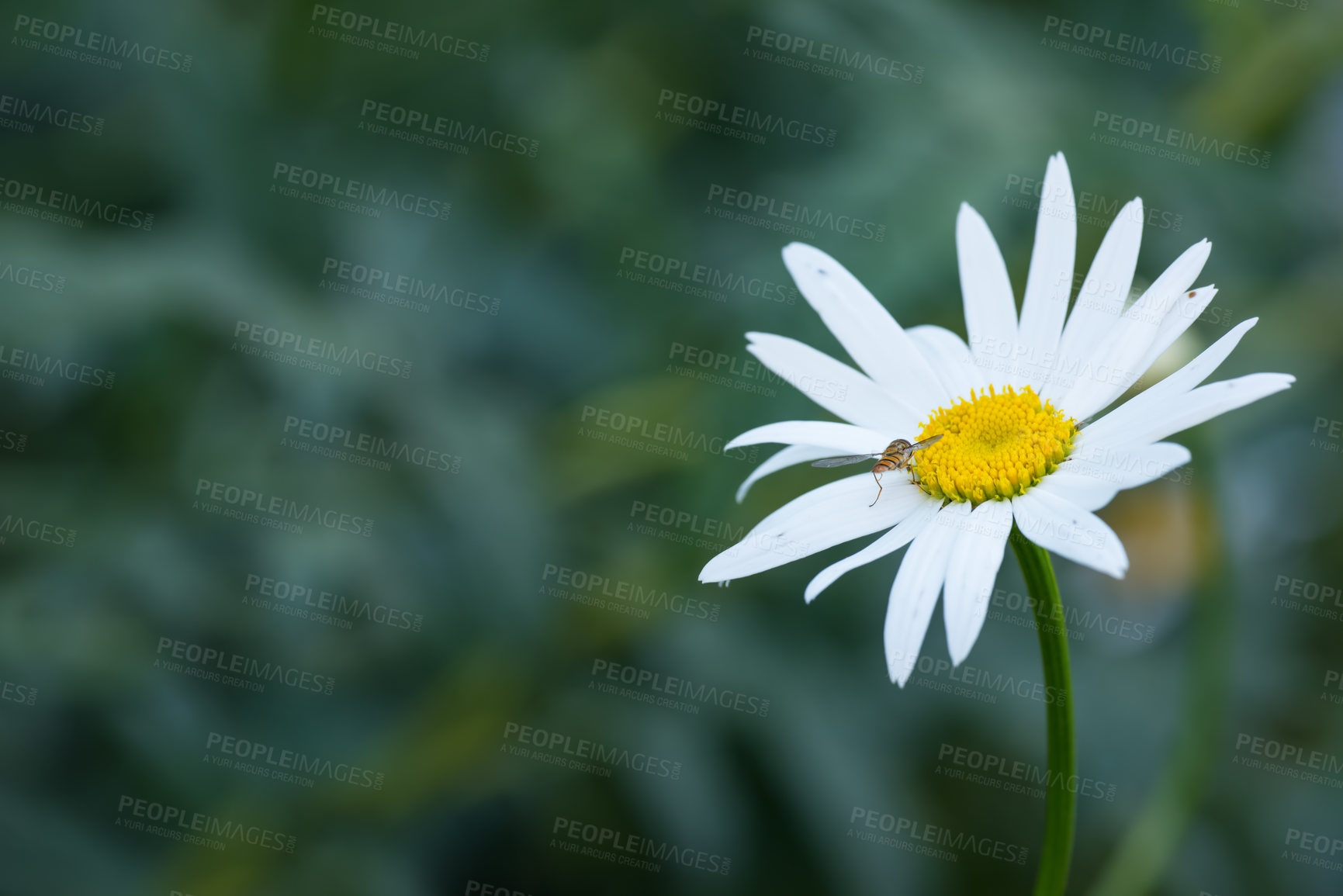 Buy stock photo A bee on a daisy or Marguerite outside in a garden on a summer day or springtime. Honeybee pollinating or collecting nectar from a flower or flowerhead isolated with lush green or nature background. 