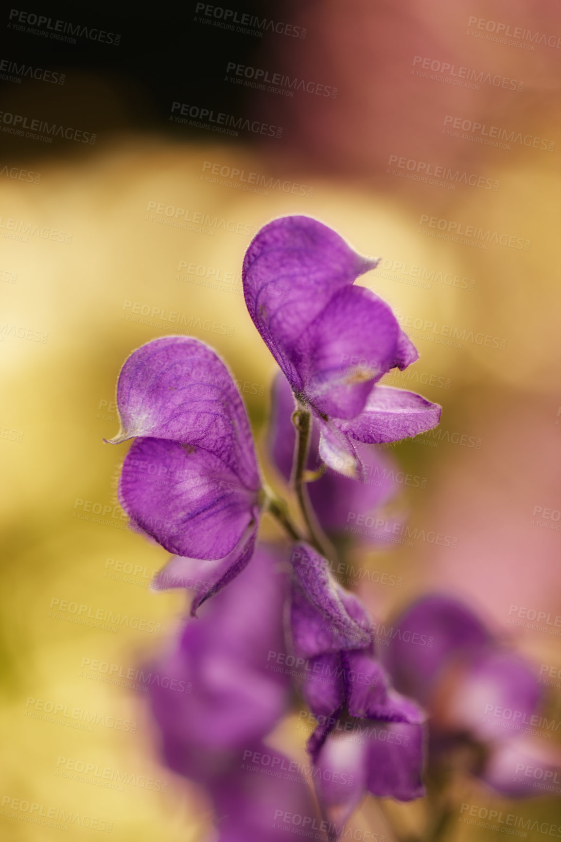 Buy stock photo Monkshood flowers blooming on a branch of a tree in a botanical garden. Closeup of a pretty summer flower growing in nature. Petals of flowerhead blossoming on a floral plant in a backyard or park