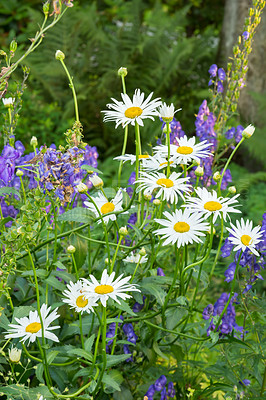 Buy stock photo Closeup of a white daisy flowers growing in a garden in summer with blurred background, wallpaper. Marguerite plants blooming in botanical garden in spring. wild flowers blooming in a backyard