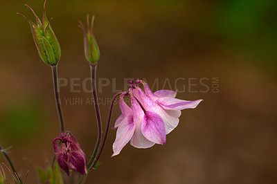 Buy stock photo Closeup of budding pink columbine flowers blossoming and growing in remote field or home garden. Group of delicate, fresh aquilegia granny bonnet plants blooming, flowering on green stems in backyard