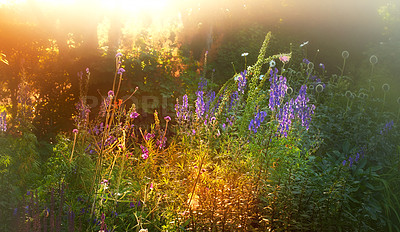 Buy stock photo A panorama photo of the garden in late summer