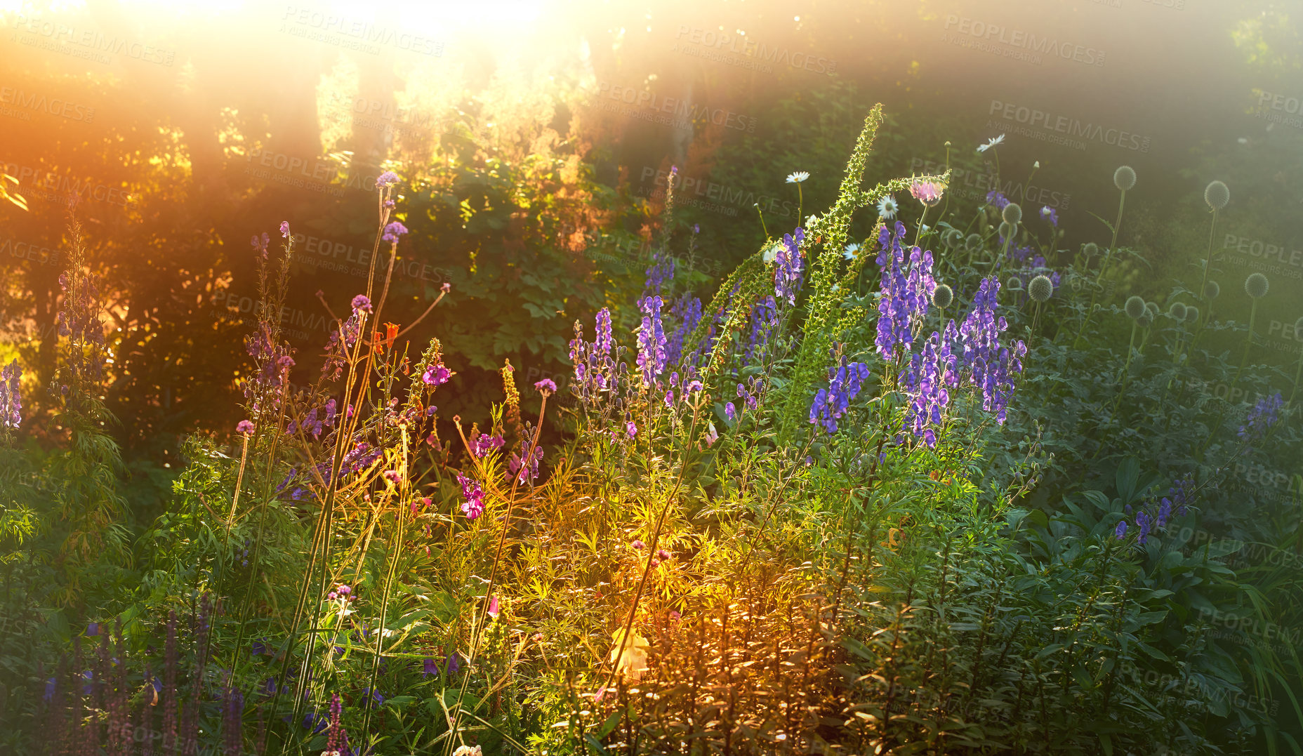 Buy stock photo A panorama photo of the garden in late summer