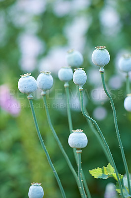 Buy stock photo Poppies blooming in the countryside - Denmark