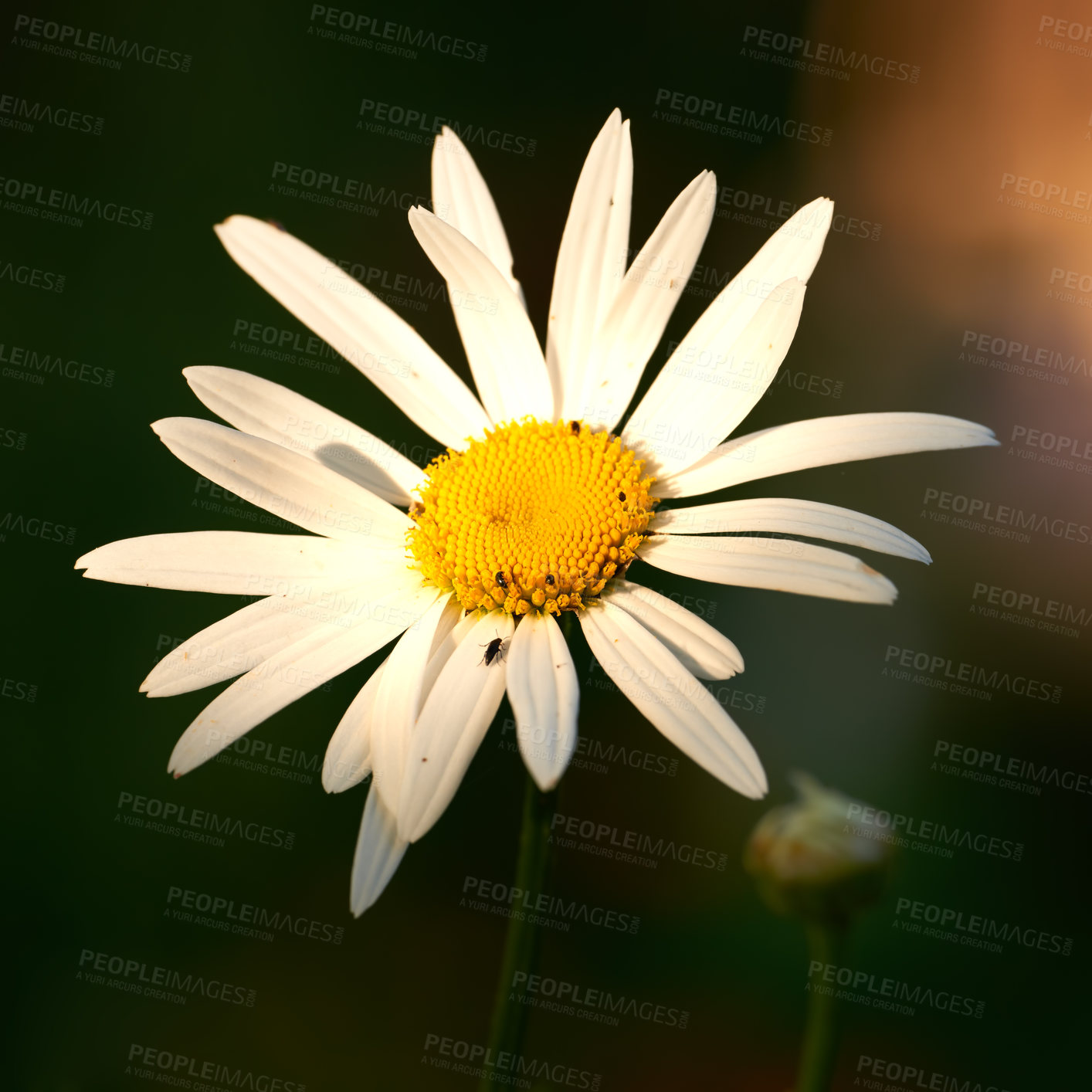 Buy stock photo Closeup of one large white daisy in a sunny summer garden. Leucanthemum vulgare flower blooming beautifully in its natural environment outdoors. Flowering plants flourishing outside in a park