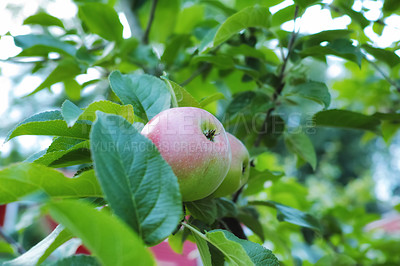 Buy stock photo Apples, orchard and farm with fruit production, sustainability and agriculture outdoor. Nature, plant and tree with branch, natural and healthy food growth in summer with leaf and organic product