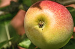 Fresh apple in the garden