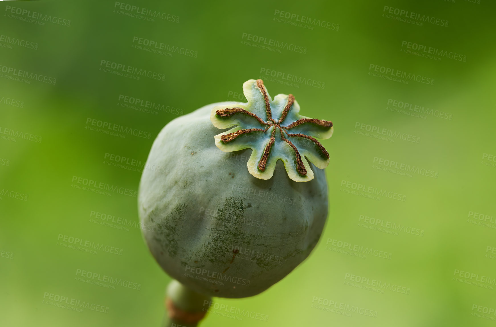 Buy stock photo Plant, opium poppy and growth in garden for herbs, medicine and drugs in green background. Outdoor, breadseed head or flower closeup at farm for agriculture production, ecology or harvest in nature