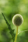 Globe Thistle flowers