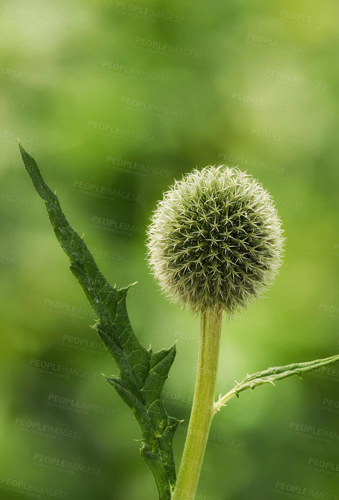 Buy stock photo Blue Globe Thistle flower blooming against a green nature background in a park. Echinops growing and flourishing in a field in summer. Beautiful wild stalwart perennials budding in a backyard garden