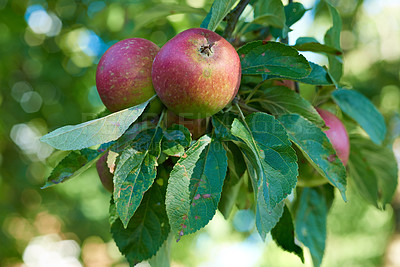 Buy stock photo Apple, orchard and farm tree with fruit production, sustainability and eco friendly agriculture outdoor. Nature, plant and red produce with branch, garden and food in summer with leaf and organic