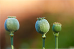 Poppies blooming