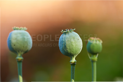 Buy stock photo Plant, opium poppies and growth outdoor for herbs, medicine and drugs in countryside. Green garden, breadseed head and flowers closeup at farm for agriculture production, ecology or harvest in nature