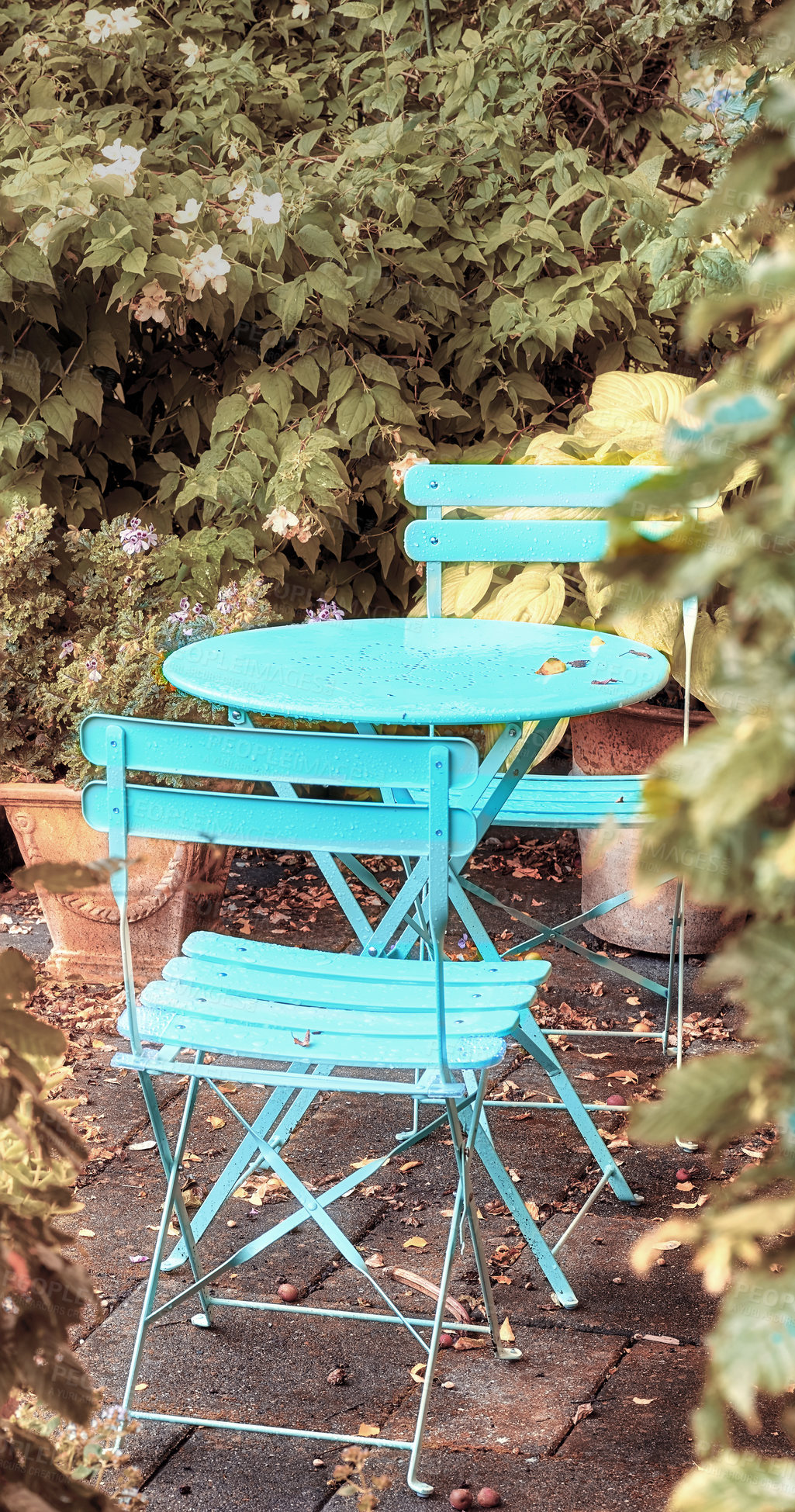 Buy stock photo Two courtyard chairs and a blue metal table in a peaceful private home garden with green plants. Comfortable outdoor patio furniture set and seating in an empty, tranquil backyard with fresh flowers