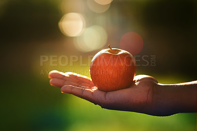 Buy stock photo Apple, hand and health with person on farm or in orchard for growth, nature or sustainability. Agriculture, food and spring with farmer holding fresh fruit produce in countryside for nutrition
