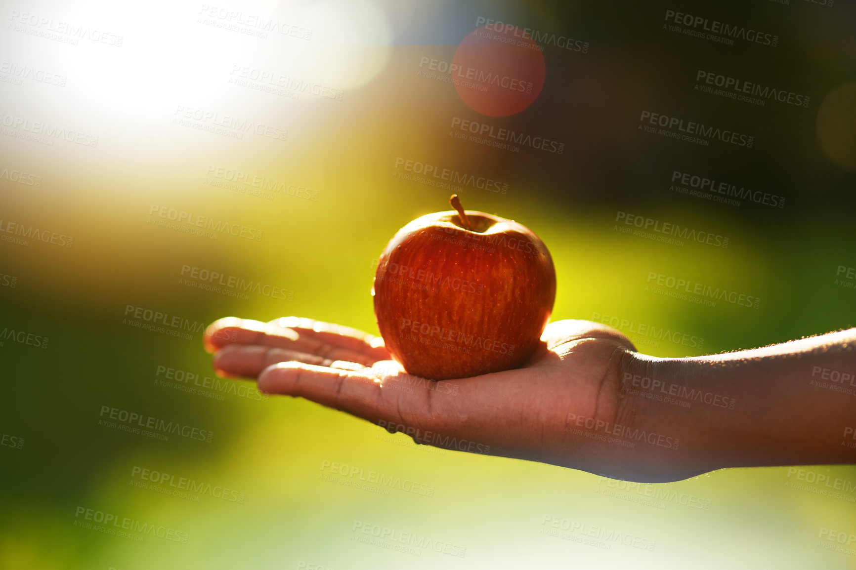 Buy stock photo Apple, food and hand of person on farm or in orchard for growth, nature or sustainability. Agriculture, health and spring with farmer holding fresh fruit produce outdoor in countryside for nutrition