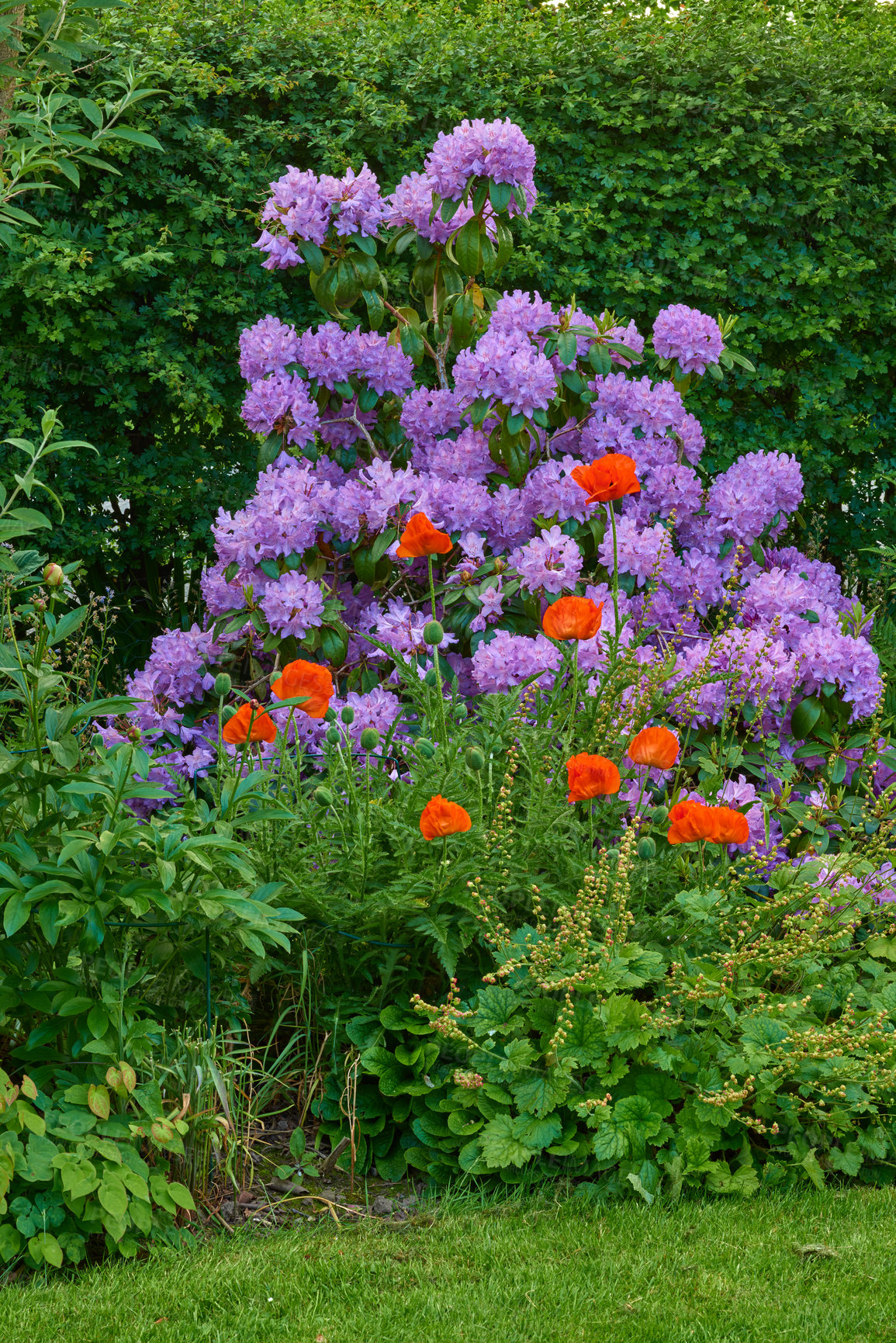 Buy stock photo Background, blossom and spring with flowers in garden of home for botany, cultivation or horticulture. Bush, colorful and wallpaper with plants in backyard for development, growth or landscaping