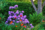 Rhododendron - garden flowers in May