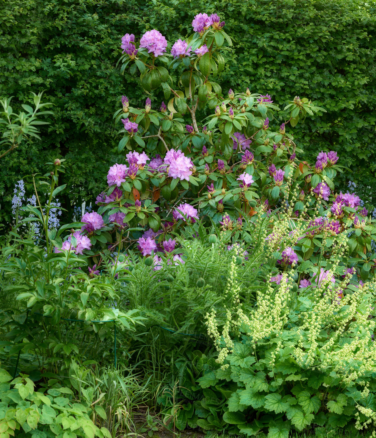 Buy stock photo Background, growth and spring with flowers in garden of home for botany, cultivation or horticulture. Blossom, colorful and wallpaper with plants in backyard for development, bloom or landscaping