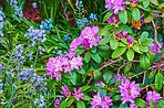 Rhododendron - garden flowers in May