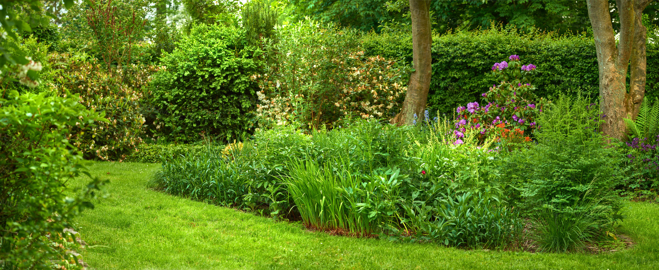 Buy stock photo Green, nature and plants in garden with grass, flowers and landscape design with spring growth. Trees, leaves and calm morning countryside backyard with bush, natural environment and outdoor park.