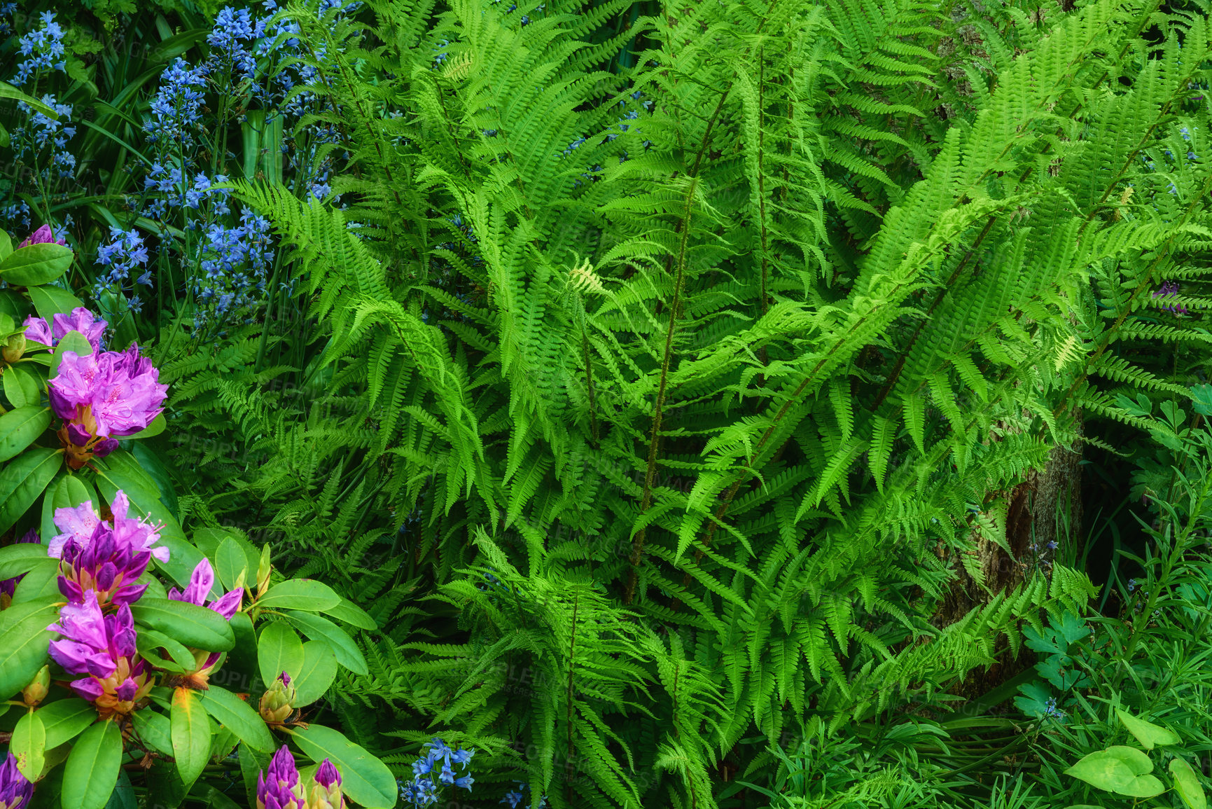 Buy stock photo Landscape of fern in lush forest in summer. Purple plants growing in botanical garden in spring. Beautiful violet flowering plants budding in its natural environment. Flowers blooming in green garden