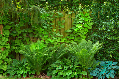 Buy stock photo My jungle garden paradise