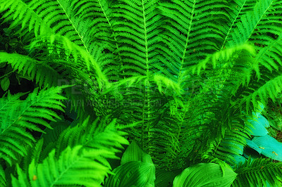 Buy stock photo Textured detail of fern leaves and bush branches with copyspace growing wild in remote field, meadow, home garden, backyard. Closeup background of vibrant green floral polypodiophyta plants in nature