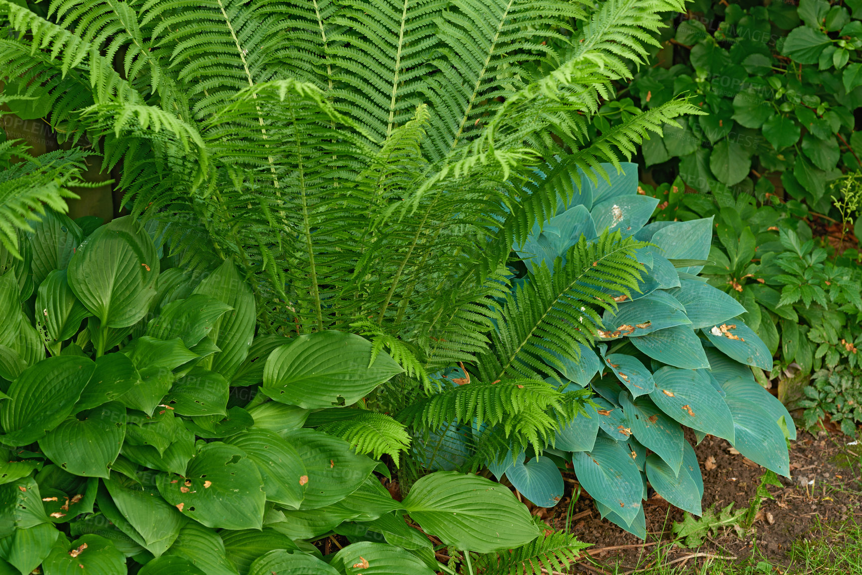 Buy stock photo Green ferns growing in a lush botanical garden or park on a sunny day in the fresh air outdoors in spring. Closeup of vibrant and leafy polypodiophyta plants blooming in a forest or jungle in nature