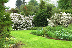 Rhododendron - garden flowers in May