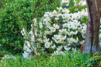 Rhododendron - garden flowers in May