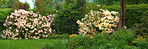 Rhododendron - garden flowers in May